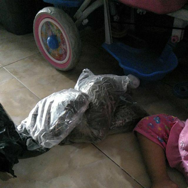 Media Tanam Akar Pakis