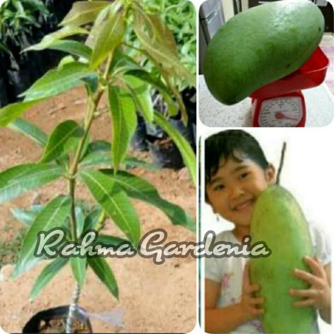 Original Bibit Mangga Mahatir Original