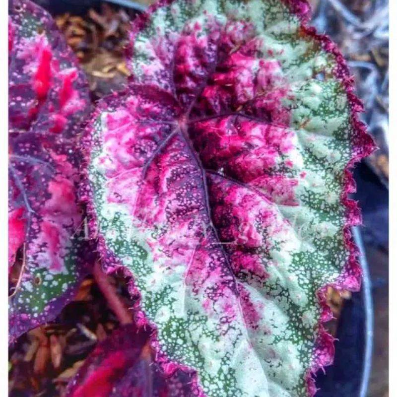 Tanaman Hias Begonia Rex Mutiara Merah/Tanaman Hias Begonia Pelangi Merah/Begonia Rex