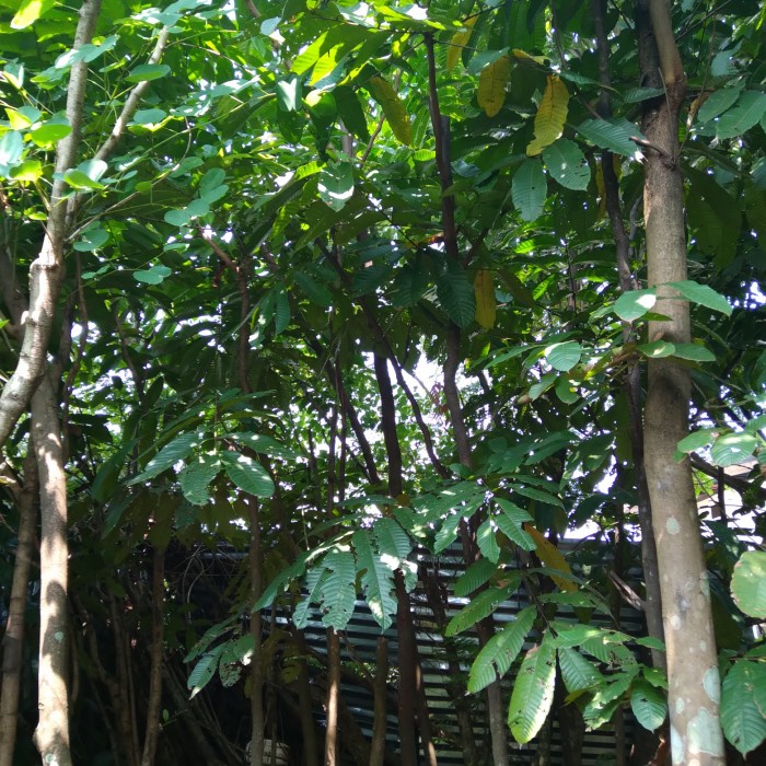 pohon buah, pohon Matoa. Tinggi 3 Meter.