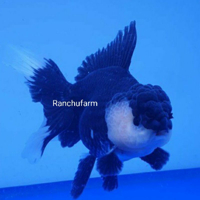 Oranda Panda Hitam Putih Gen Jumbo Berkualitas