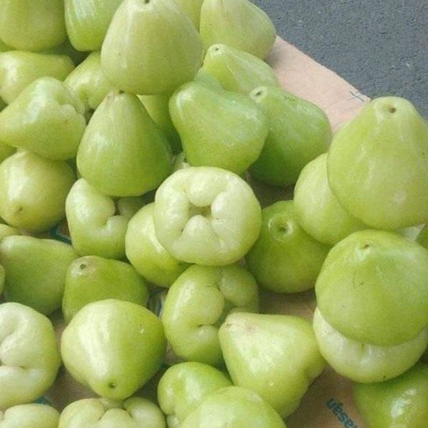 bibit jambu air madura tanpa biji