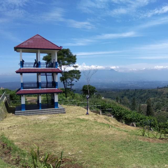 sarief_elemeira