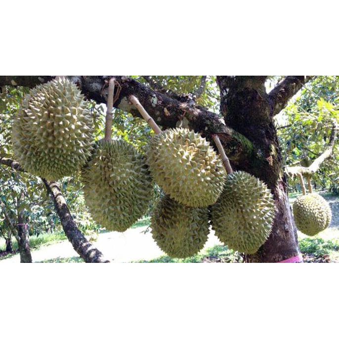 Bibit Tanaman Buah Durian Montong / Monthong F0R