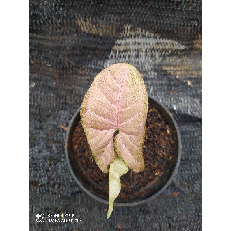 Syngonium Pink / Tanaman Syngonium Pink