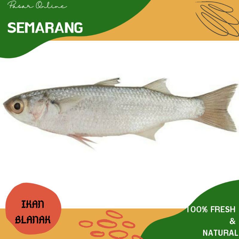 

Ikan Belanak / Ikan Blanak / Ikan Murah Semarang / Belanja Ikan Semarang / Fresh /Segar /Bergizi