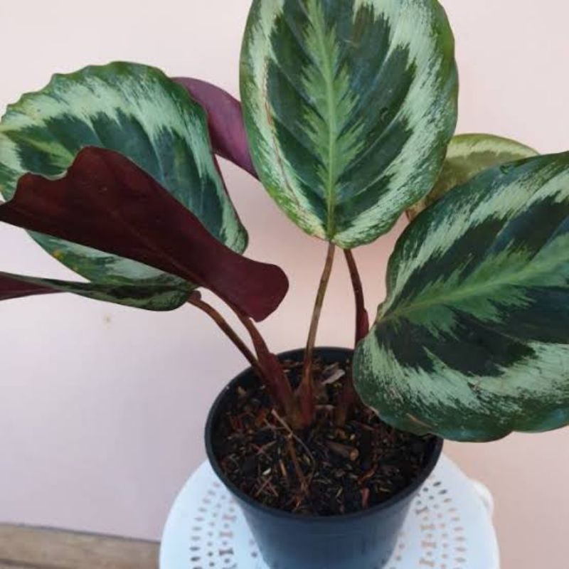 Tanaman Hias Calathea Marion Calathea Import Motif Cantik Calathra Terawat Segar