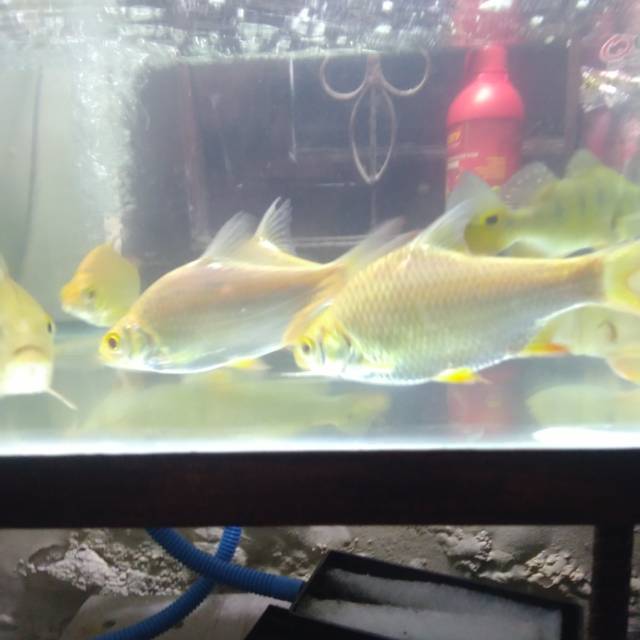 Ikan kaviat albino
