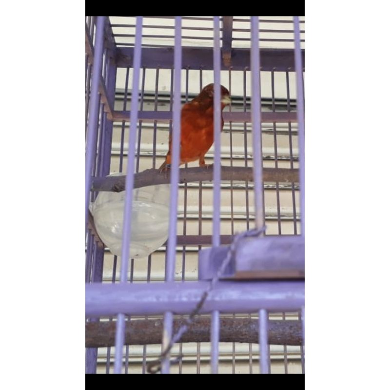 Burung kenari BLACKRED