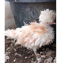 anak ayam poland walik