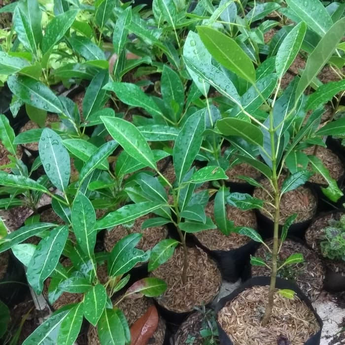 tanaman tabebuya pink / pohon tabebuya pink / bibit pohon tabebuya