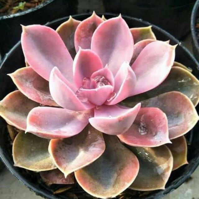 echeveria perlle rainbow