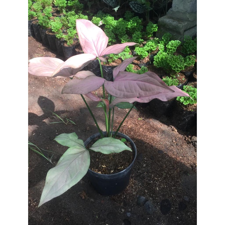 Syngonium pink allusion daun1 tanaman hias murah berkualitas