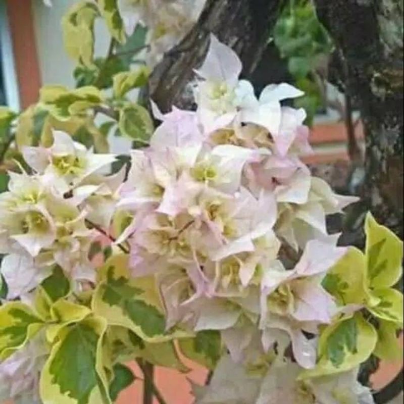 bugenvil putih varigata