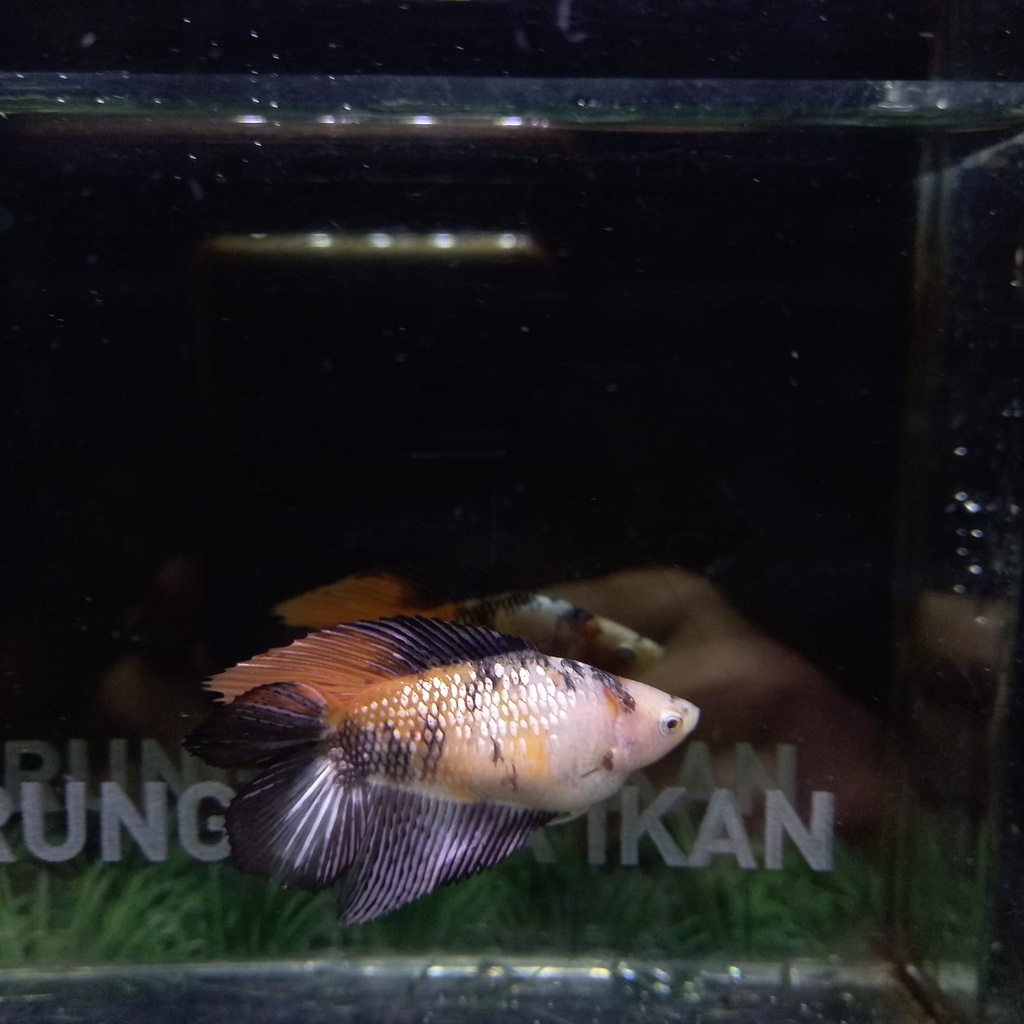 CUPANG BETINA/FEMALE HMDT NEMO COPPER 100% REALPICT (NC2)