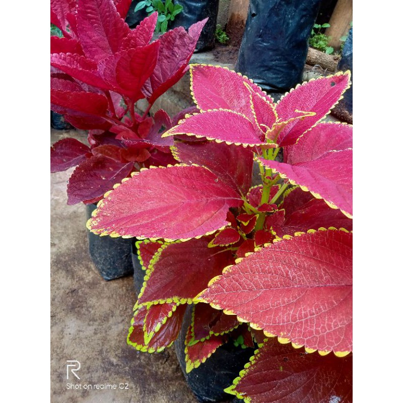 Bibit Bunga Miana Tanaman Hias