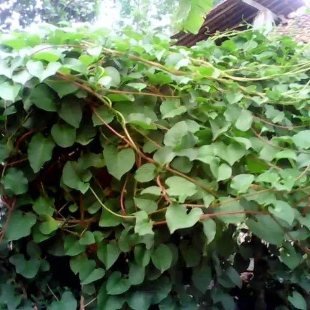 

Daun Binahong segar per lembar