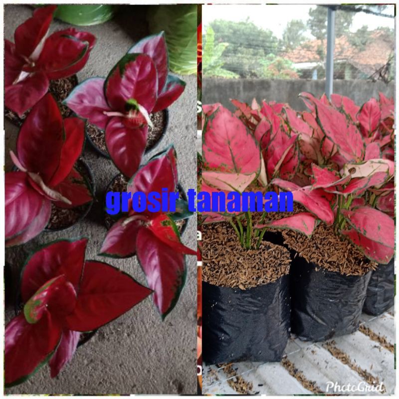 bunga aglonema paket 10 pohon,suksom dan red anjamani
