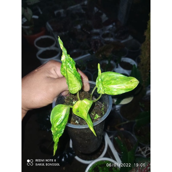 Epipremnum Shangrila Aurea Varegata