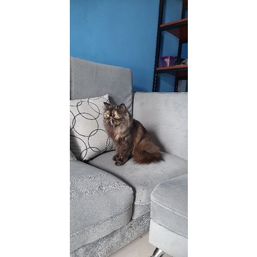 kucing peaknose betina