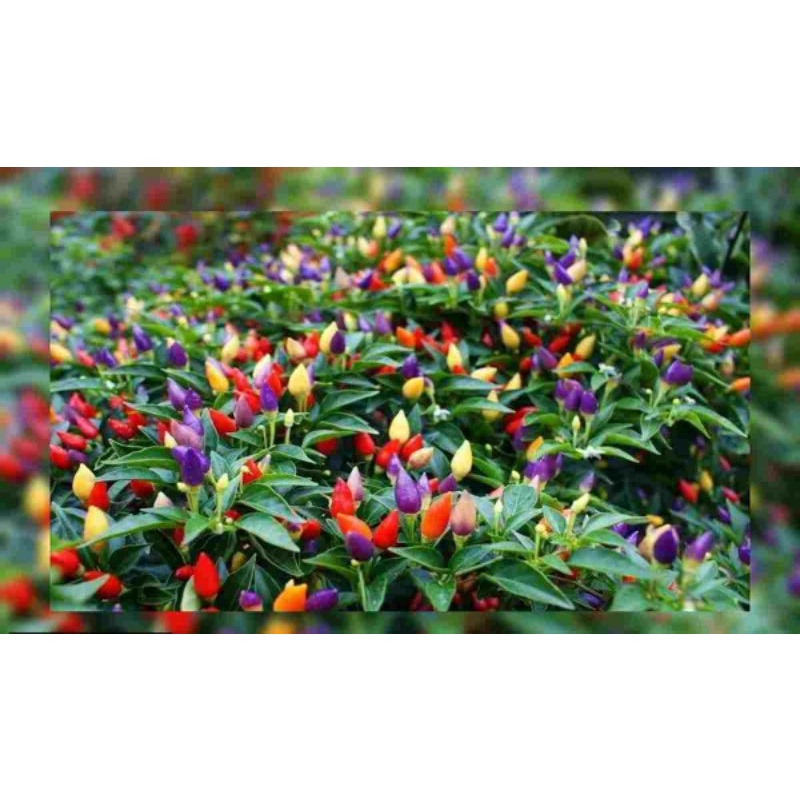 Tnaman Cabe Pelangi (Capsicum annuum) Berbuah Warna Warni Hidup Yaas kembang