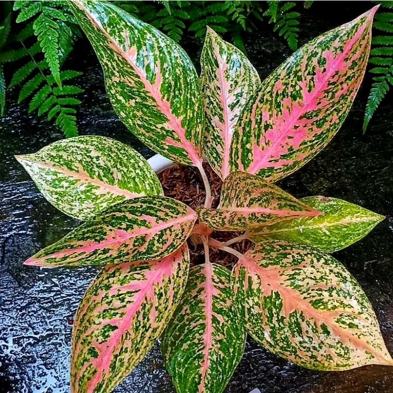 Aglonema Sexy Pink/ bibit bunga / bunga hidup / tanaman / tanaman bunga / bunga hiasan /bunga aglone