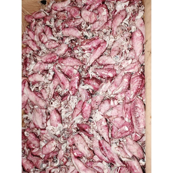 

Cumi asin fresh 500gr