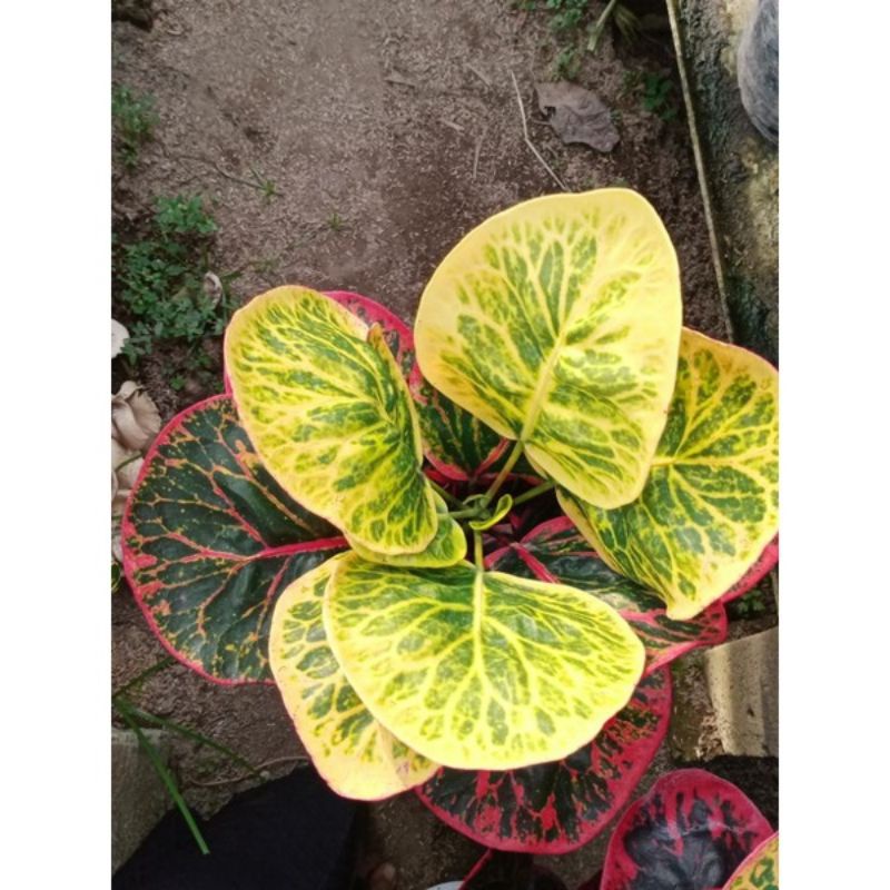 puring apel busarin super jumbo. barang besar kualitas baik