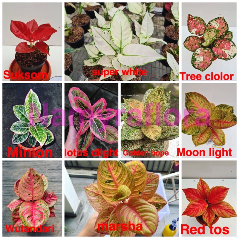 paket 10 bonggolan aglonema terpopuler