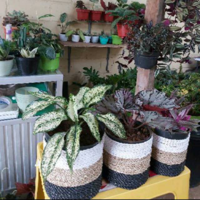 Keranjang Pot Tanaman  Anyaman Daun Pandan 01