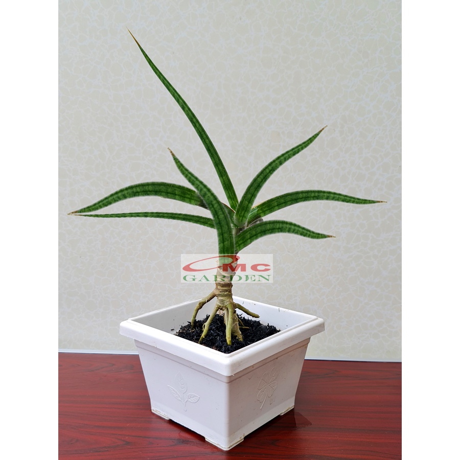 Lidah Mertua Tanduk Sansevieria Ballyi Sansivera Patens Paten Ed Eby Jumbo 1015