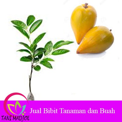 Bibit Tanaman Buah Yellow Sapote