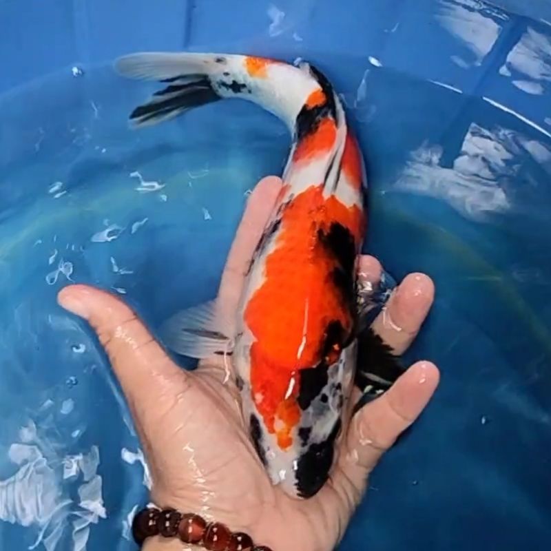 lkan Koi F1 / Dari Indukan Import / Rumah Koi Jakarta / kode 002