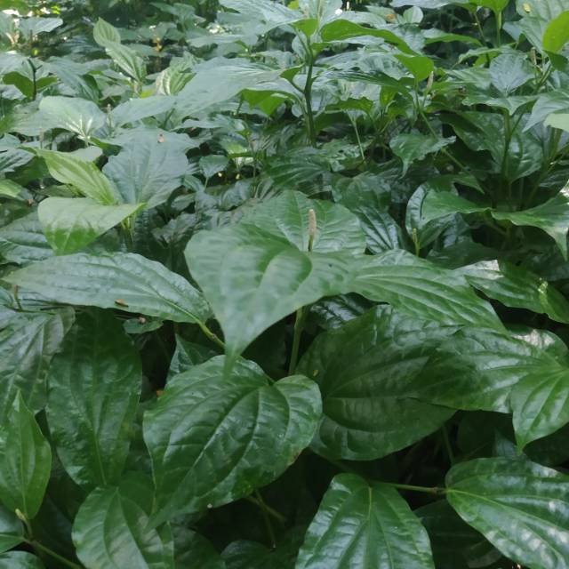 

Daun karuk atau(Piper sarmentosum) pres segar ter murah