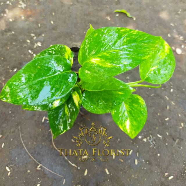 SIRIH GADING VARIGATA KUNING