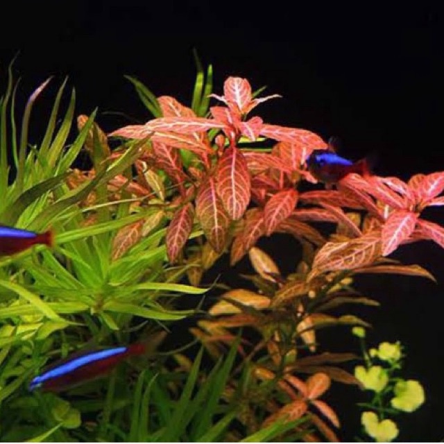 Hygrophila polysperma Sunset  - tanaman aquascape tanpa co2