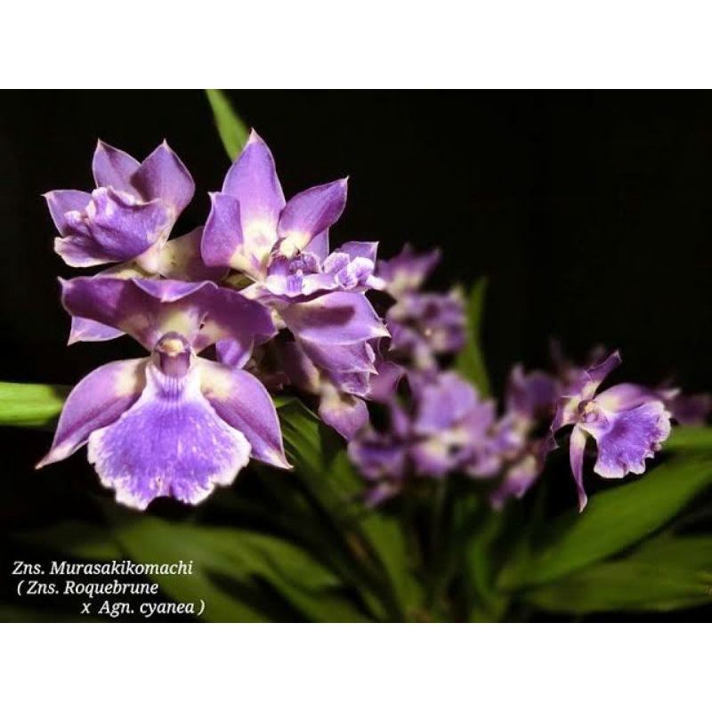 Anggrek zygonisia Murasaki Komachi