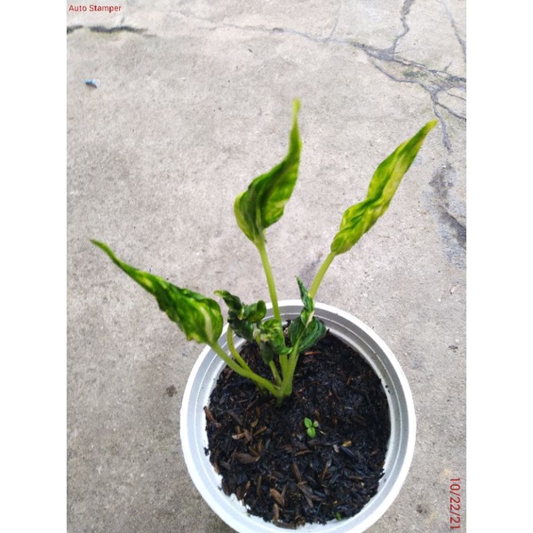 Epipremnum shangrila