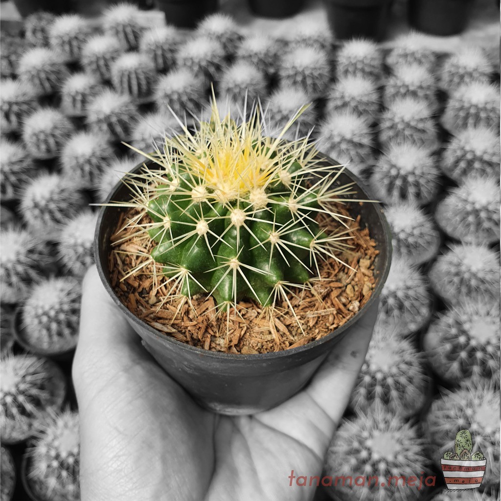Tanaman Hias Hidup - Kaktus dan Sukulen (Kaktus Golden)