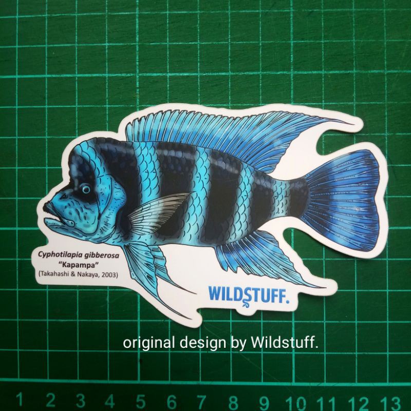Sticker Wildstuff Frontosa Blue Kapampa