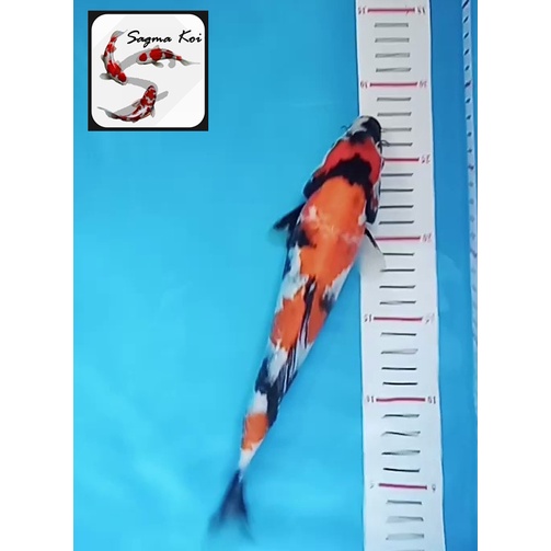Koi Showa Lokal Blitar 27 CM