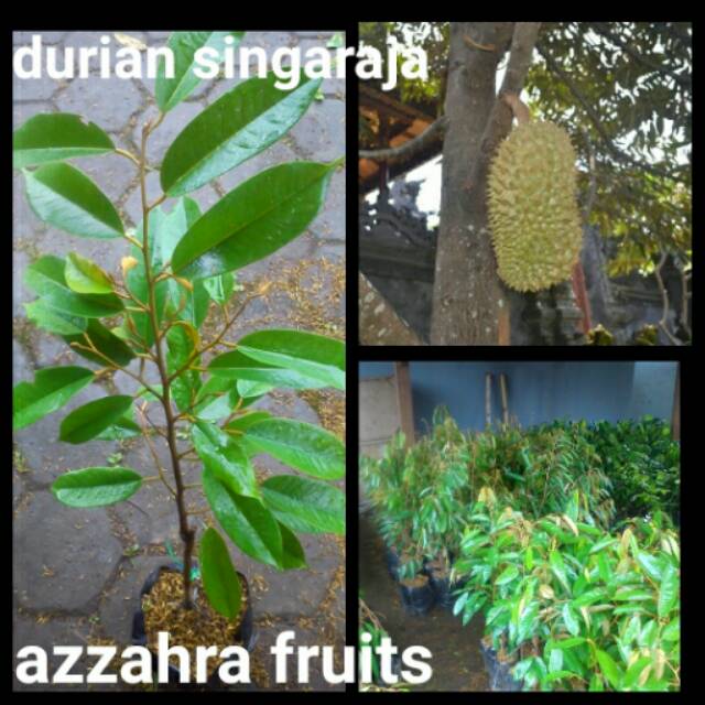 Durian singaraja