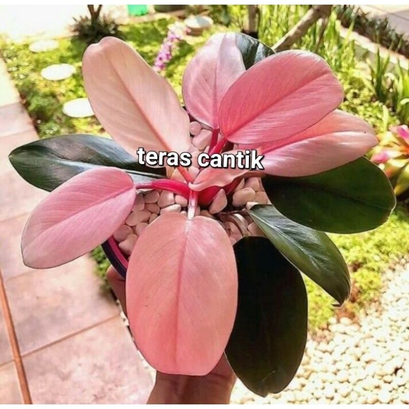 TANAMAN HIAS PHILODENDRON PINK CONGO SUDAH ADA DAUN PINK NYA