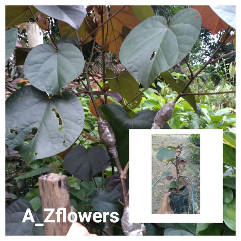 TANAMAN BAHAN BONSAI WARU MERAH