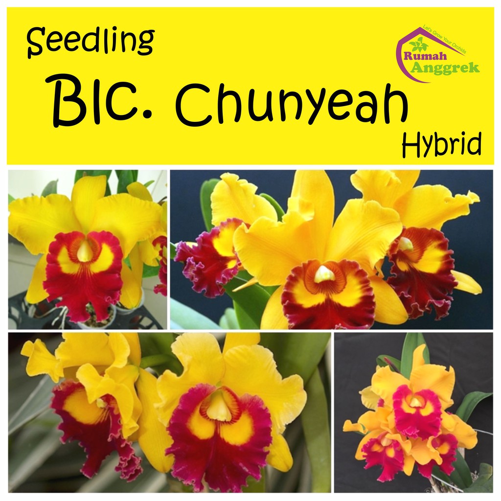 Seedling Blc Chunyeah Rlc bibit anggrek Brassavola hibrid cat catleya rhyncolaelia cattleya cunyeah 