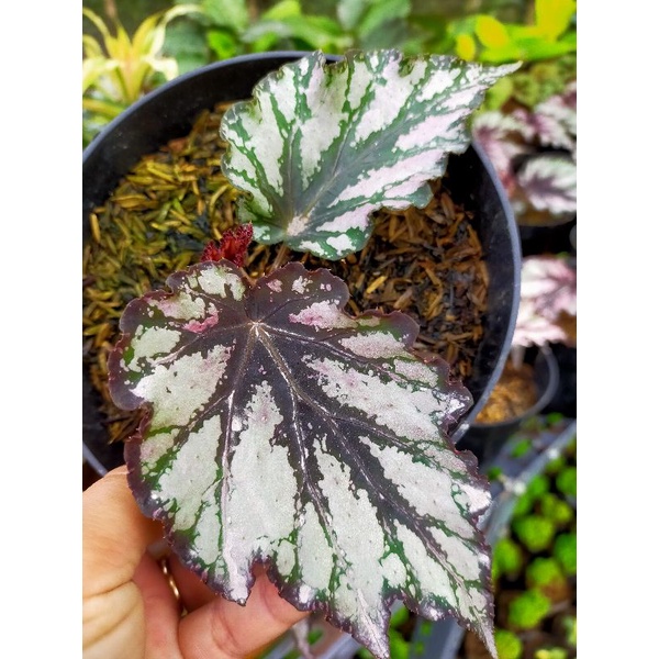 begonia red / rex / begonia merah /begonia keong /begonia