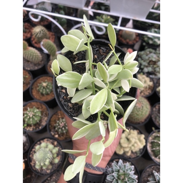 hoya dischidia