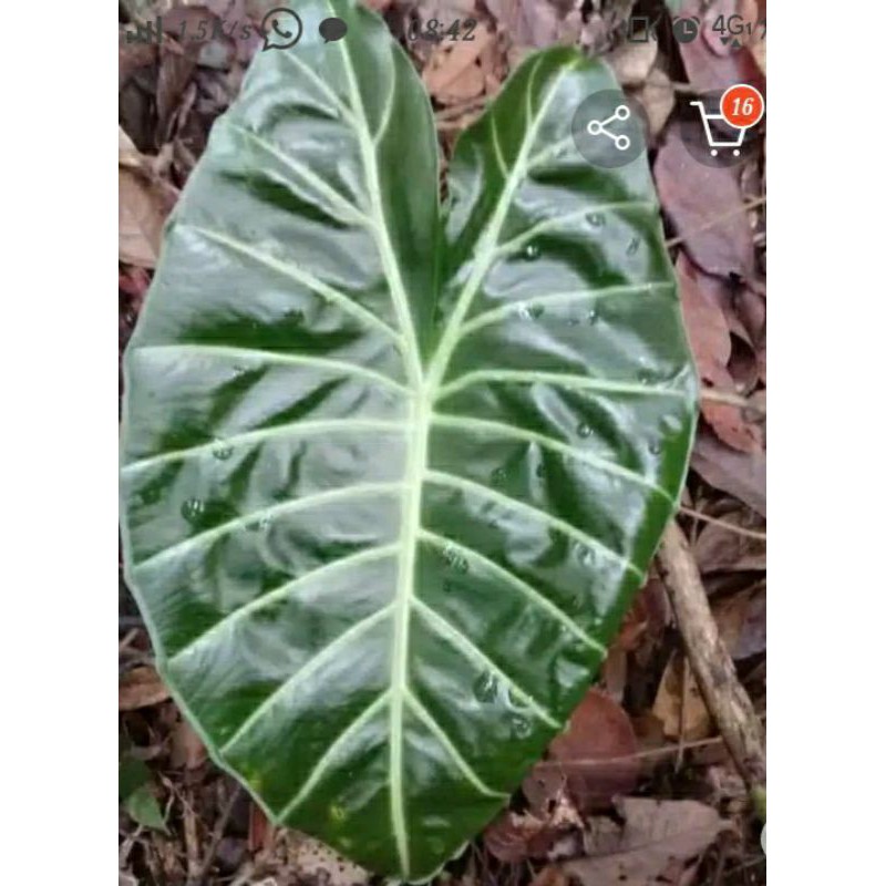 BONGGOL/UMBI ALOKASIA WATSONIANA GLOSY