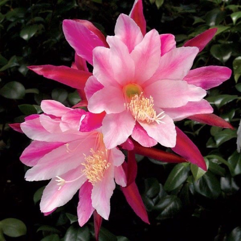 Tanaman Hias Wijaya Kusuma Pink / Bunga Wijaya Kusuma - Tanaman gantung Hidup-Bunga Hidup-Bunga Hias