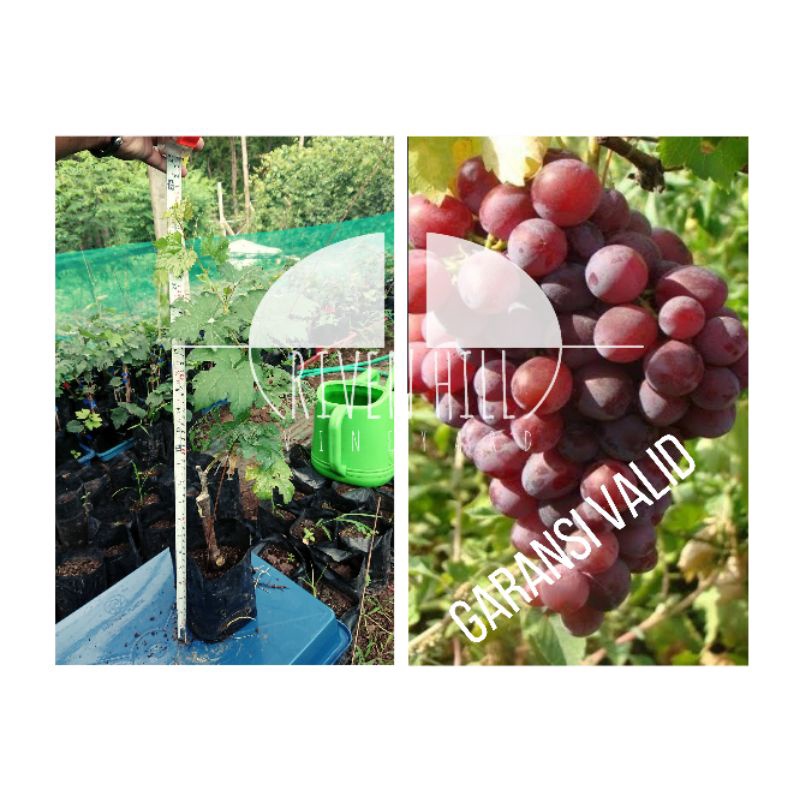 BIBIT ANGGUR IMPORT NINEL DENGAN ROOTSTOCK LOKAL ISABELLA / RED MASTER